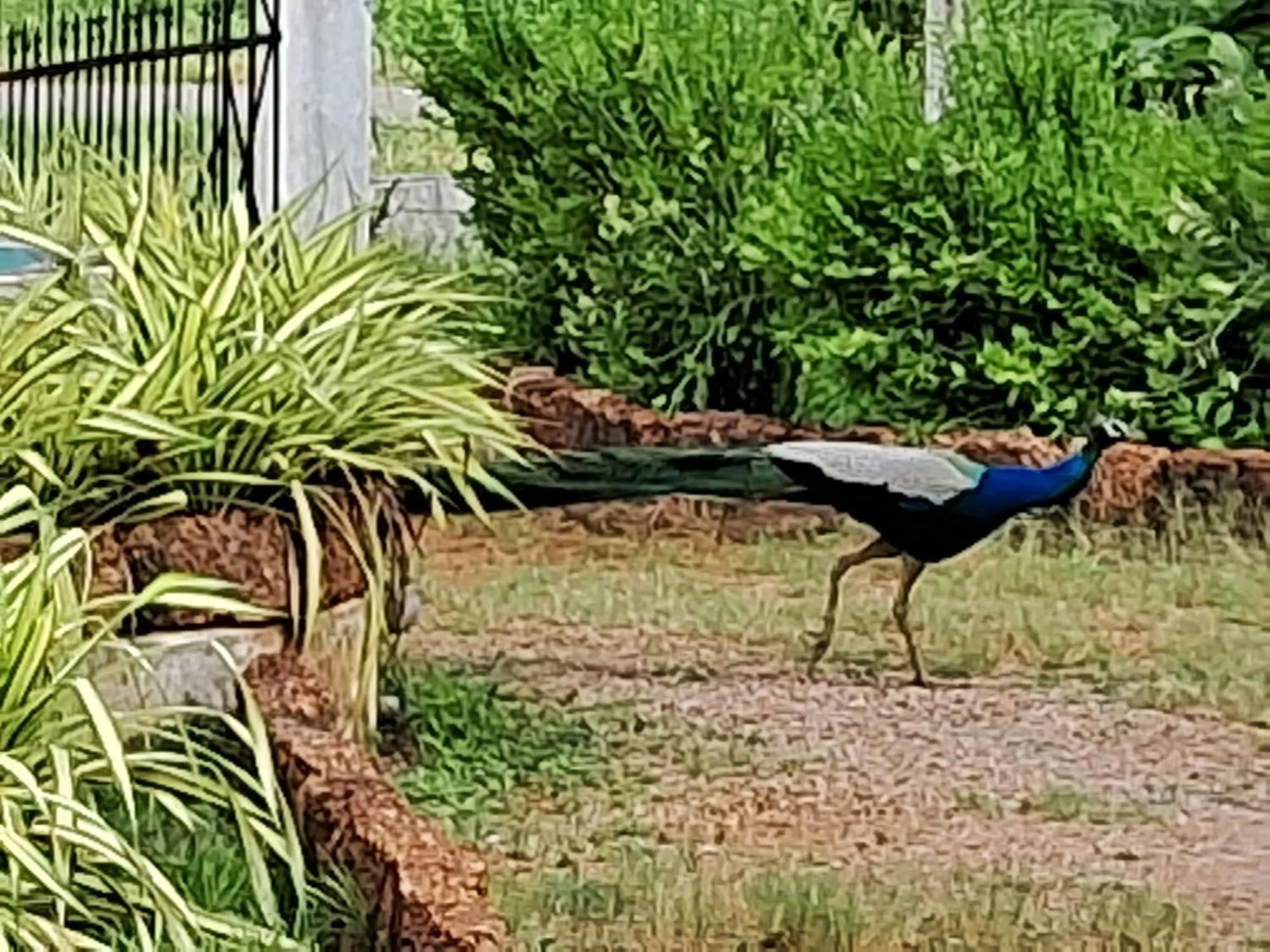 Arachiwil Green Nature Resort Puttalam Exterior foto